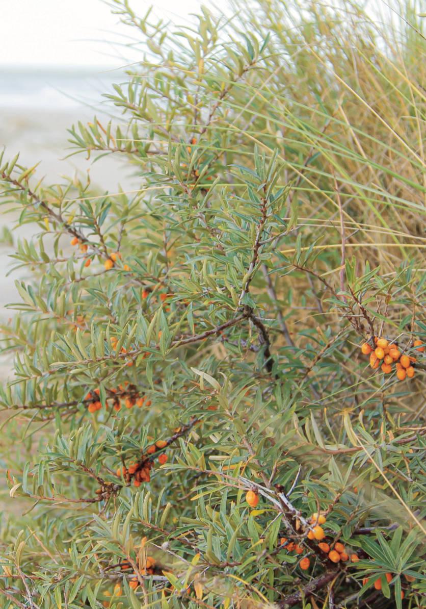 Duindoorntakken met oranje bessen op Vlieland.